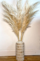 1-Stem Pampas Grass